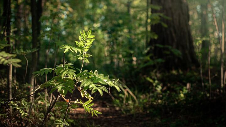Logo for All-Church Prayer