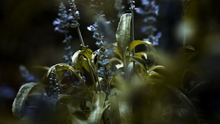 Logo for Florida - Lakeland