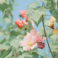 Logo for Adult Women- "CLOSER" (Wednesday's@ 6:00 PM)