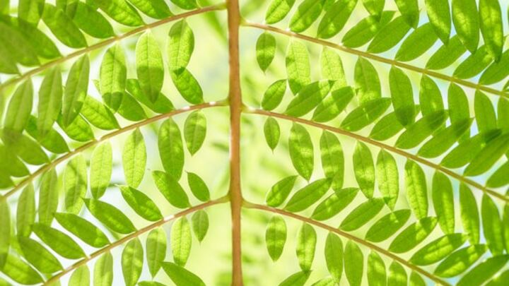 Logo for Pastor's Wednesday Study