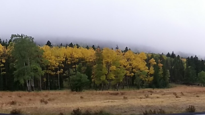 Logo for Lowe Schmedium (Small) Group