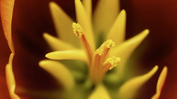 Logo for Encouragement for Special Needs Moms (online)