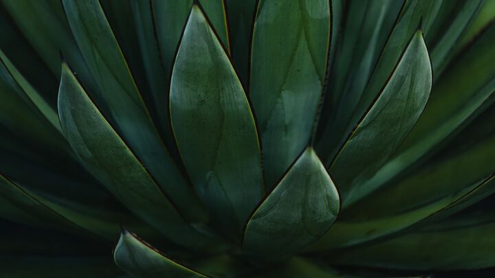 Logo for du Plessis Group