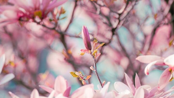 Logo for J-Walkers (Walking with Jesus)