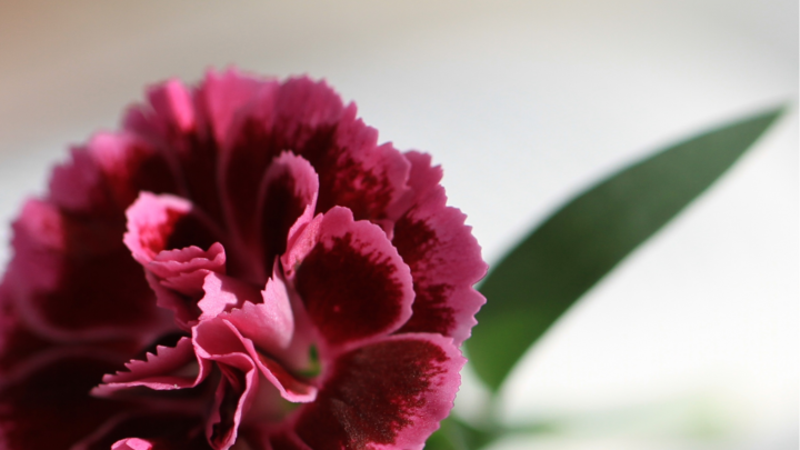 Logo for Jenny - Ladies Fellowship & Bible Study Group