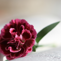 Logo for Jenny - Ladies Fellowship & Bible Study Group