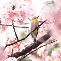 Logo for Devine Divas Life Group