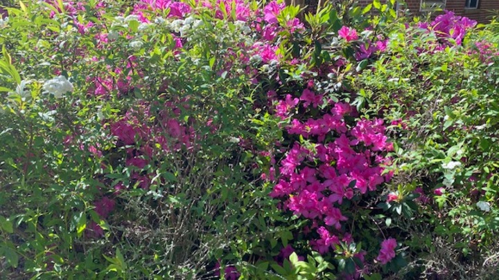 Logo for Gardening Group