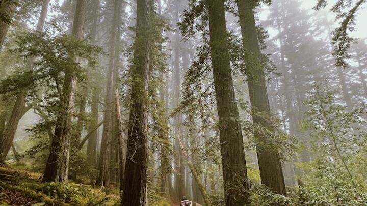 Logo for Eco Service Team