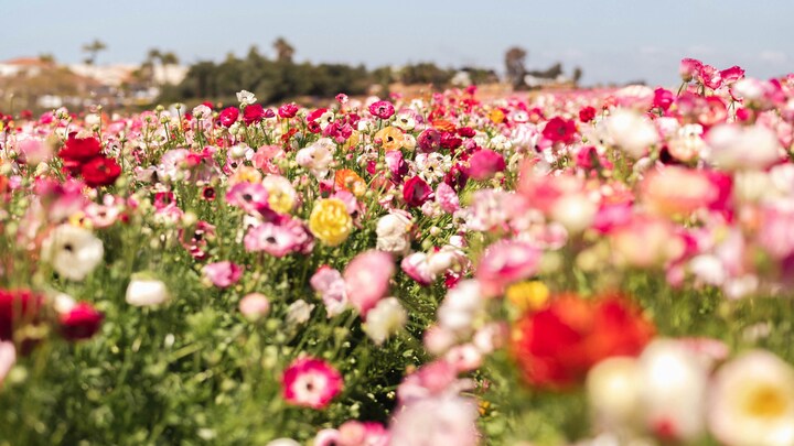 Logo for Christ Care for Cancer