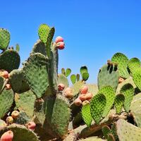 Logo for El Paso Missions Trip