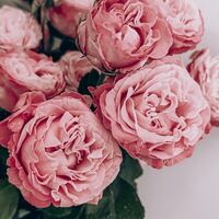 Logo for Leanna Catron | Godly Bride | OC | Singles, Dating or Engaged