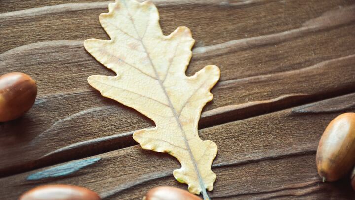 Logo for GriefShare Fall 2025 13-Week Group