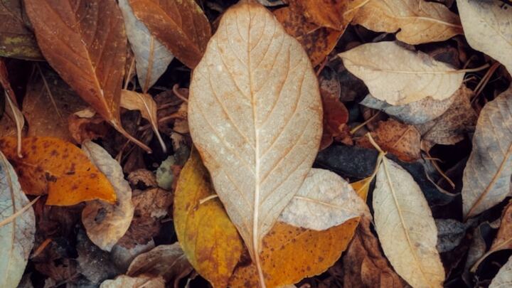 Logo for Clinton | Fall Session