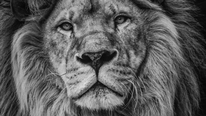 Logo for Wildcat Highlands Small Group