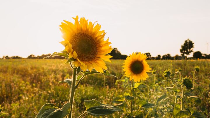 Logo for The Granny Group | Yolanda Giles