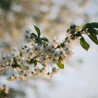 Logo for Growing Forward