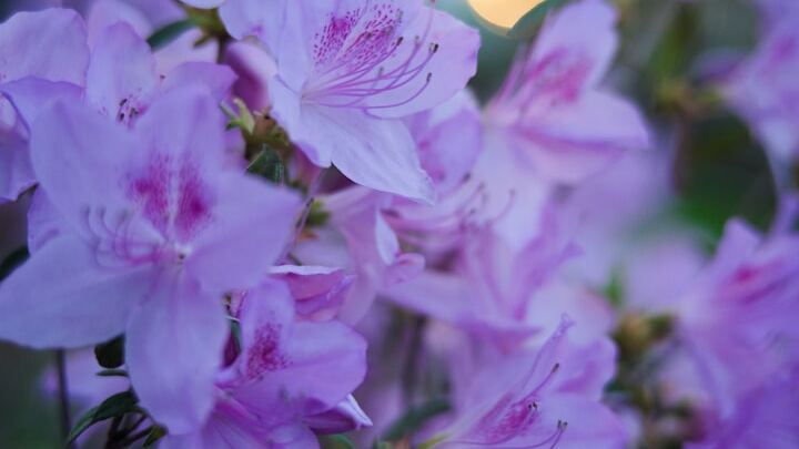 Logo for Ladies' Ministry Planning Team