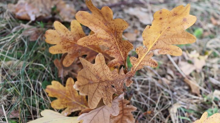 Logo for GriefShare Surviving the Holidays 2025