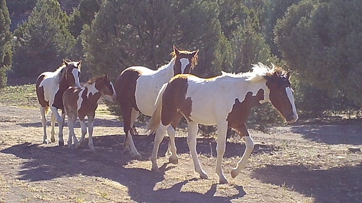 Logo for Reno | Virginia City Highlands | Coed