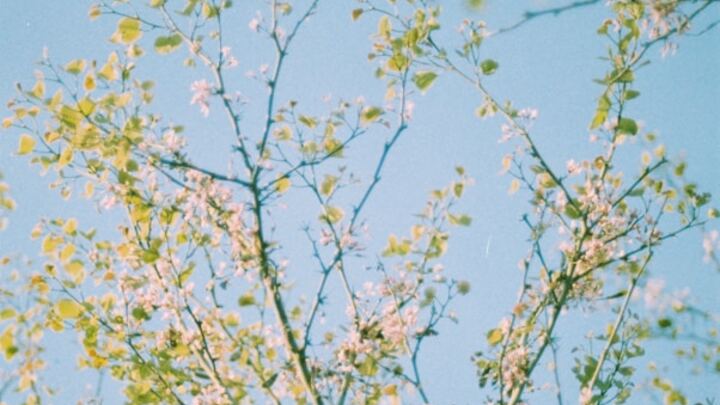 Logo for Wednesday Daytime