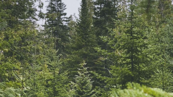 Logo for Michigan - Hemlock / West Saginaw