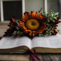 Logo for Ladies' Study - 1st & 2nd Peter