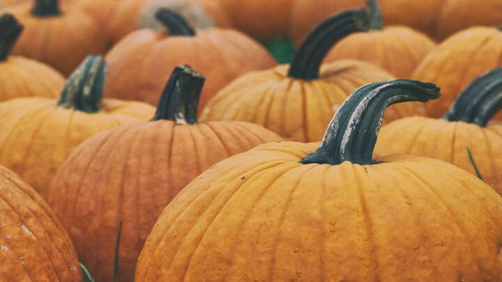 Logo for Pumpkin Patch Fall Fest Team