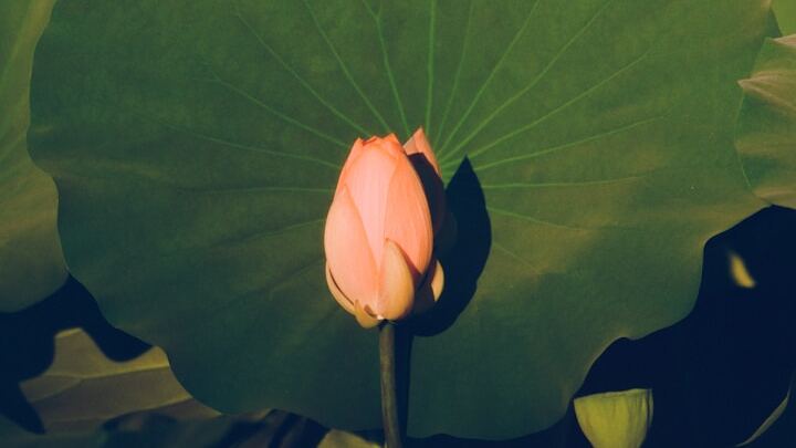 Logo for Eden's Garden Bible Study Group ( for women aged 18-26)