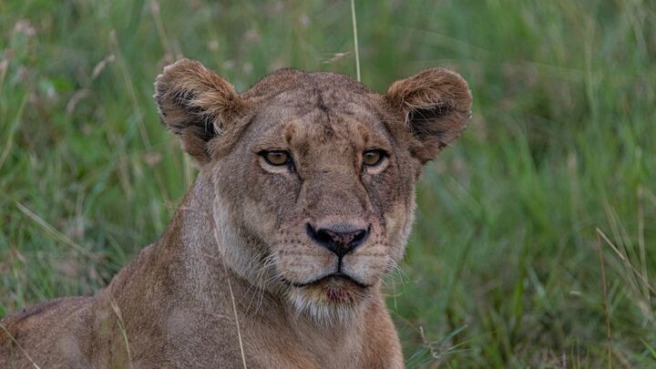 Logo for African Community