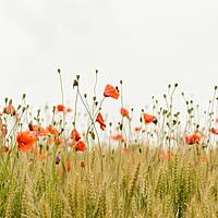 Logo for Gaines Life Team