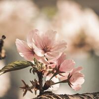 Logo for Feminine Resource Free Store Team