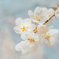 Logo for DiEugenio Women's Life Group