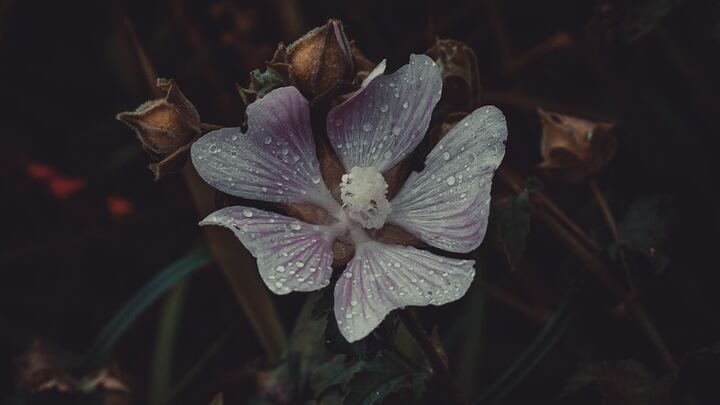 Logo for Grief Share