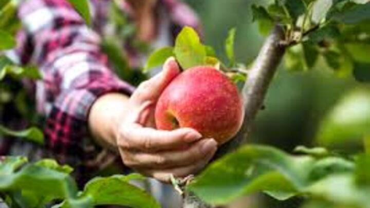 Logo for SAT-07: Family Farm Fun & Apple Picking - Pastor Keith