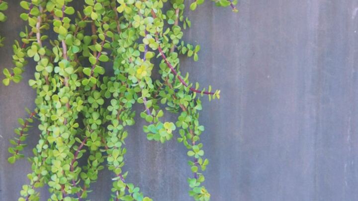 Logo for Chasing Vines (Thursdays 10am-12pm)