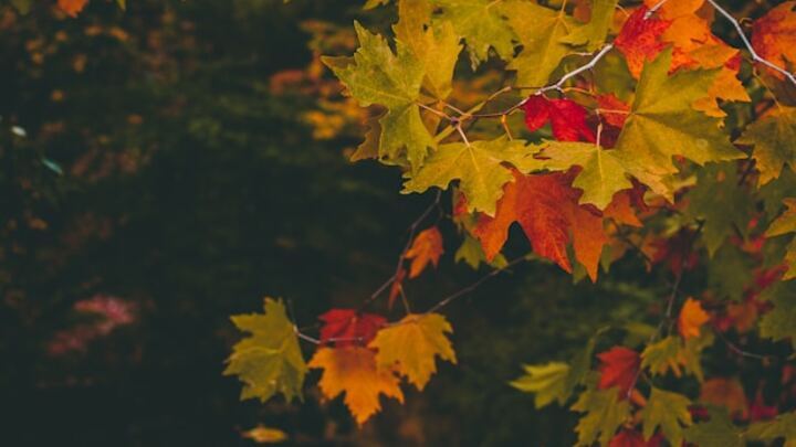 Logo for Good Grief Widows and Widowers Luncheon