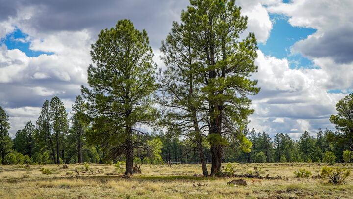 Logo for Grace Group @ The Willoughby's