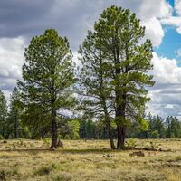 Logo for Grace Group @ The Willoughby's