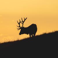 Logo for Men's Bible Study Thursday 6:30 AM