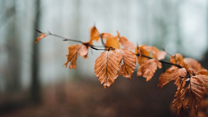 Logo for Smith Community Group