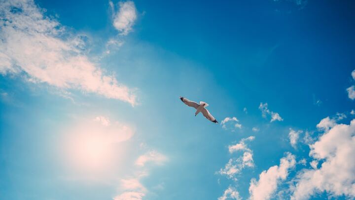 Logo for Faith in Flight - led by Arlene Leavitt