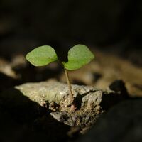 Logo for Lansdale - Smicker | Home Connect Group