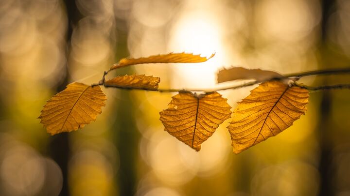 Logo for Women's Group led by Becky Boerner