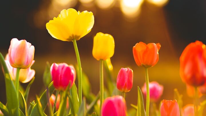 Logo for Gardening and Landscaping