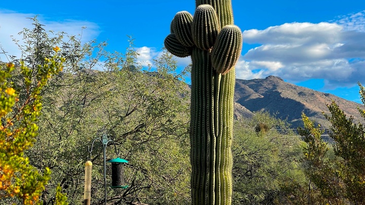 Logo for Snowbird Study  (NEW GROUP!)