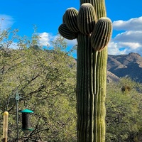 Logo for (NEW GROUP) Snowbird Study Group