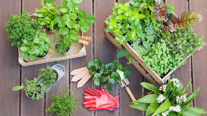 Logo for Planning Your Summer Garden - March 2026