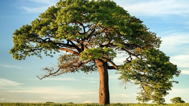 Logo for Rooted Class | Jan 18-Mar 8 | Victorian Village site