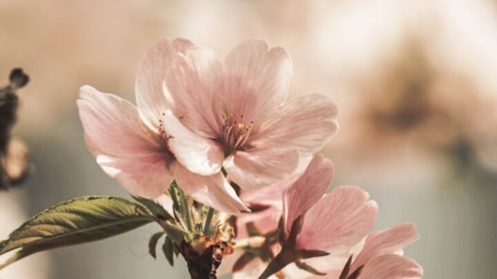 Logo for New Beginnings Widows Group | Monthly